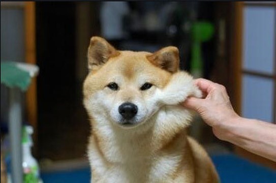 꽤 호불호 갈리는 동물 | 인스티즈