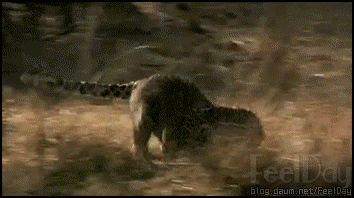 길냥이 줍줍.gif | 인스티즈