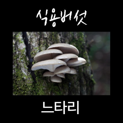 산에서 절대 먹으면 안되는 독버섯 | 인스티즈