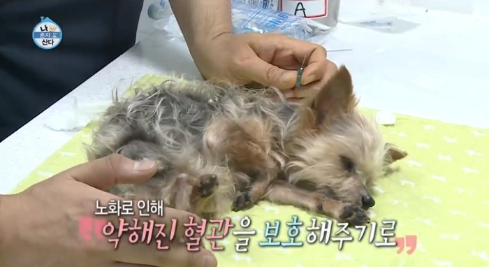 [나혼자산다] 전현무와 17살 반려견 또또 이야기.jpg | 인스티즈