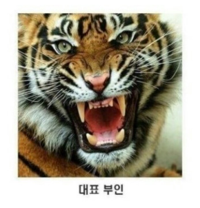 냥냥이회사vs댕댕이회사 | 인스티즈