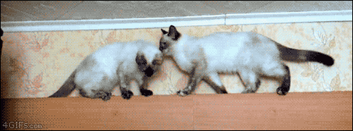 외나무다리에서 만난 고양이.gif | 인스티즈