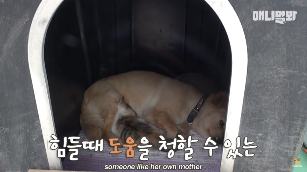 아기 고양이를 능숙하게 키우는 강아지의 사연은? | 인스티즈