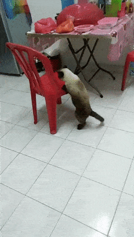 의자에 올라가려던 고양이 | 인스티즈