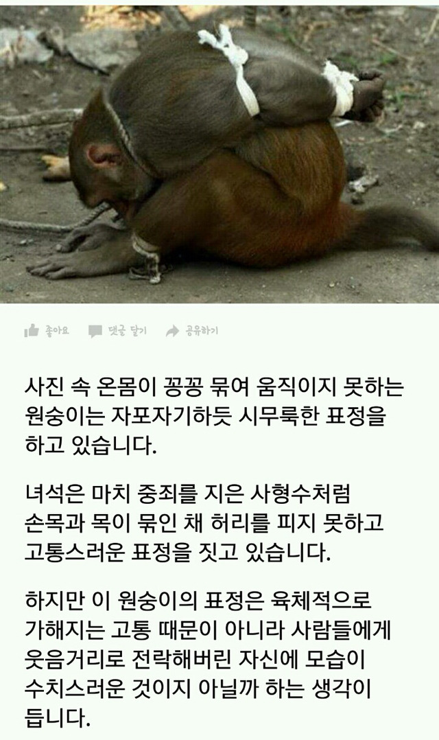 '과일 하나 훔쳤다'고 온몸이 꽁꽁 묶여 사람들 웃음거리 된 원숭이 | 인스티즈