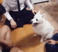 댕댕이는 사랑입니다.... | 인스티즈