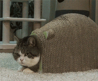 표정관리 못하는 고양이.gif | 인스티즈