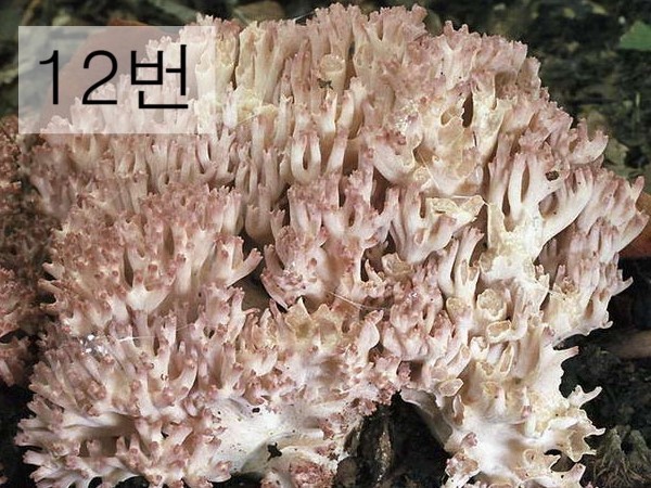  독버섯 고르기 | 인스티즈