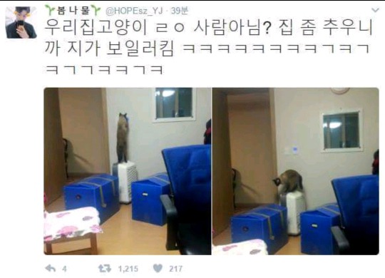 춥다고 보일러 직접 켜버리는 고양이.jpg | 인스티즈