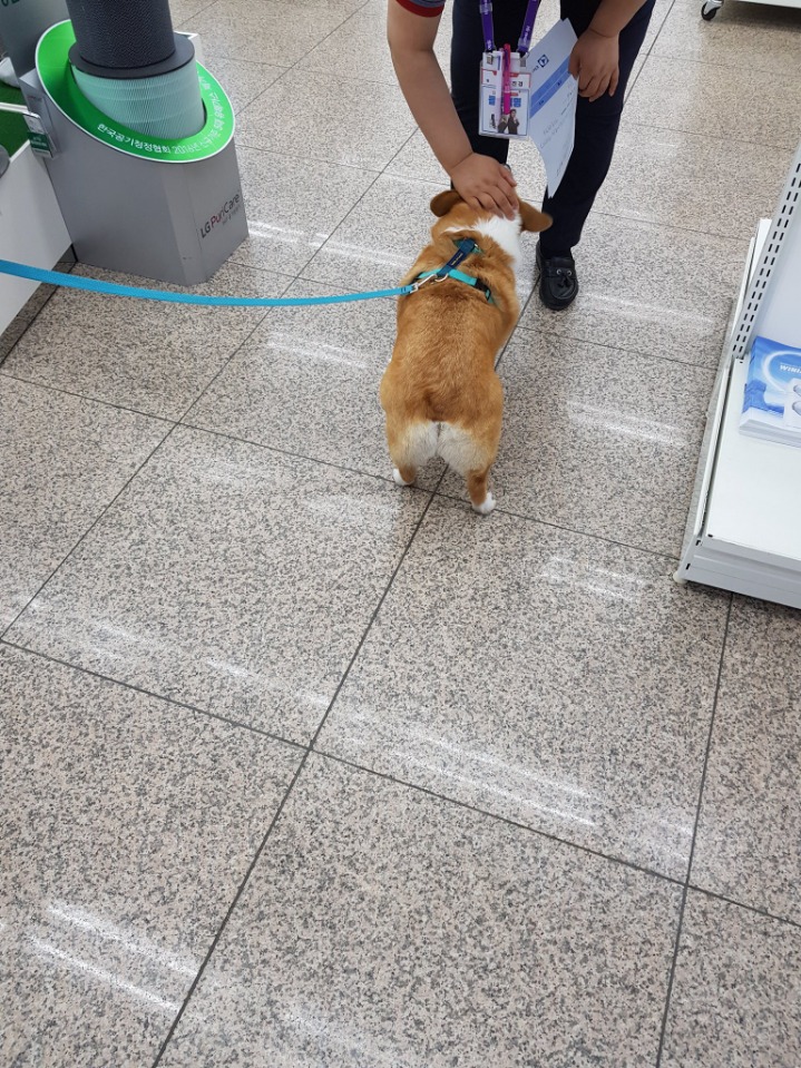한글을 몰라서 슬픈 강아지.jpg | 인스티즈