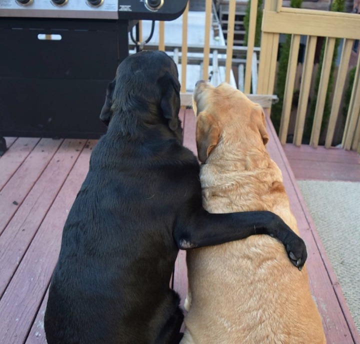 개와 고양이.jpg | 인스티즈