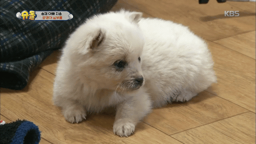 어제 슈돌에 나온 3개월된 강아지.gif | 인스티즈