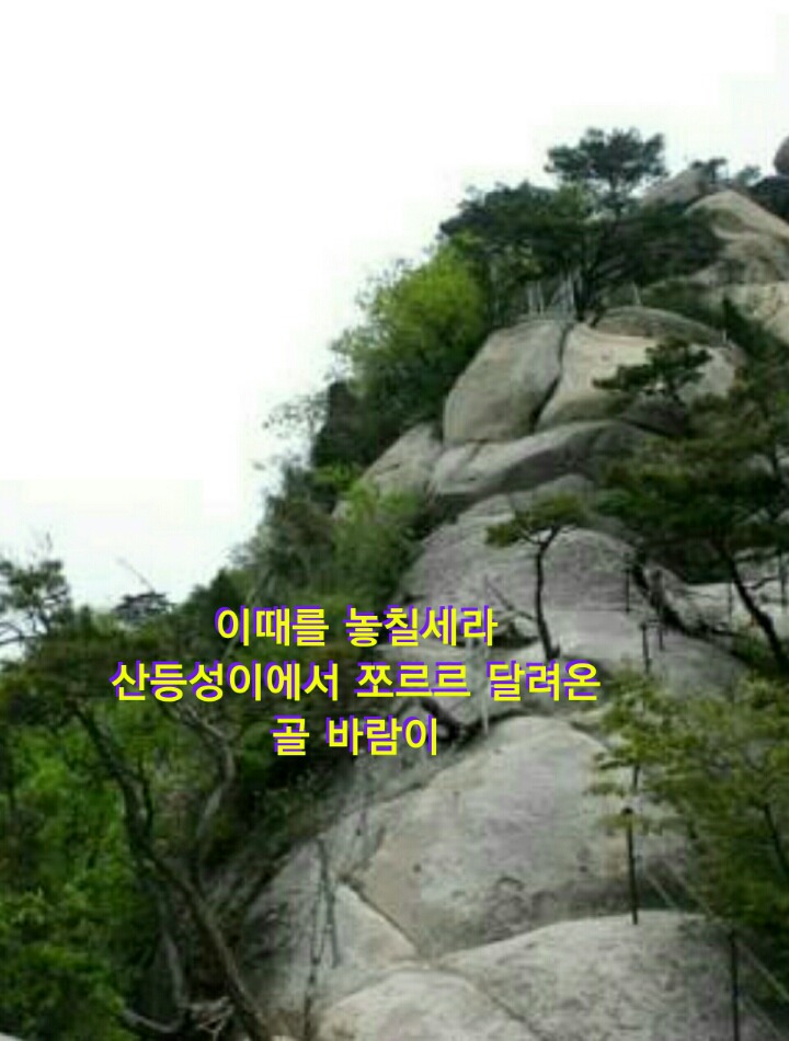 소나무 숲길 이미지
