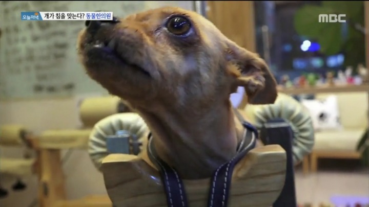 강아지 한의원.jpg | 인스티즈