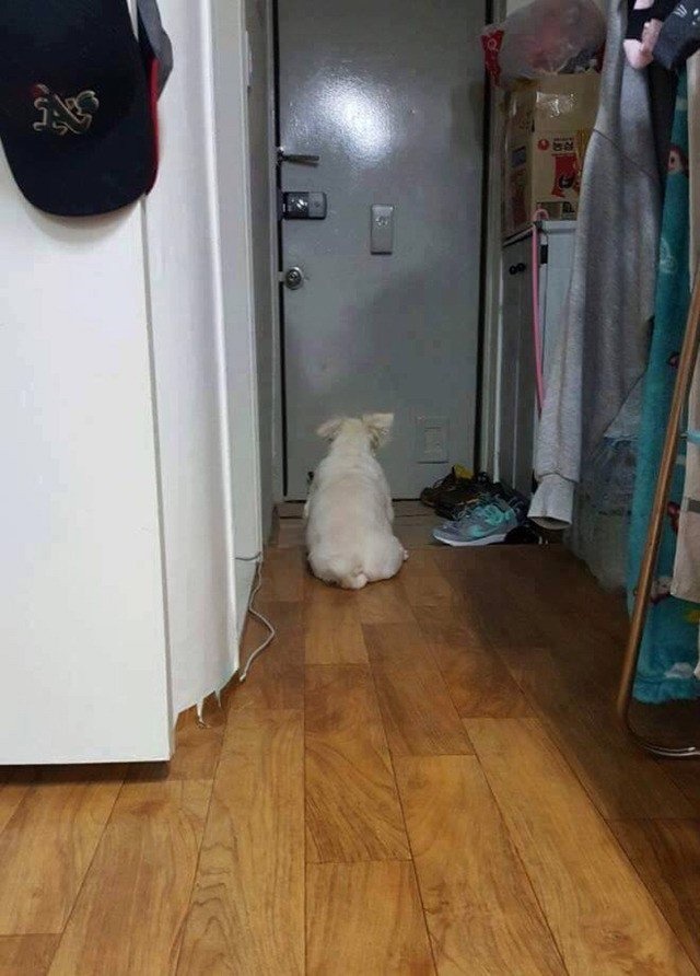 주인님 기다리는 댕댕이들 | 인스티즈