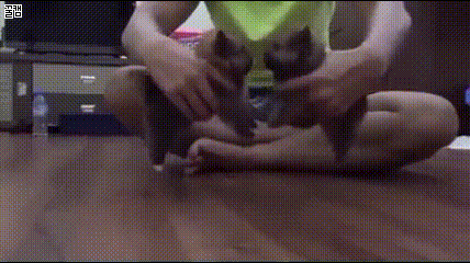 강아지 싸움.gif | 인스티즈