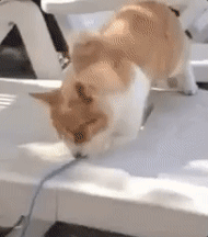나가 떨어지냥.gif | 인스티즈