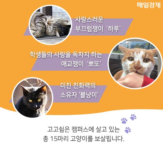 캠퍼스 고양이의 따뜻한 겨울나기 | 인스티즈