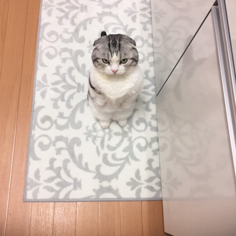 안아주지 않으면 토라지는 고양이 | 인스티즈