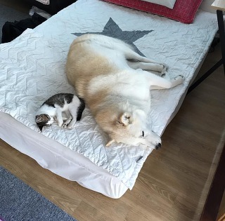 허스키의 고양이 육아일기 | 인스티즈