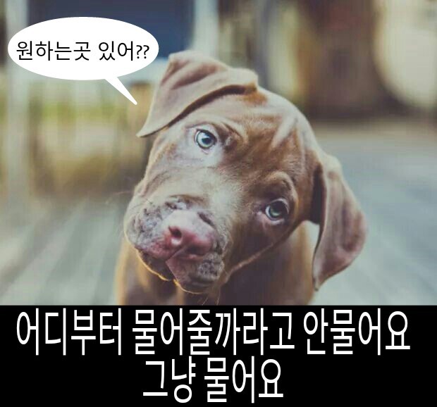 우리 개는 안물어요. 진짜 절대 안물어요 | 인스티즈