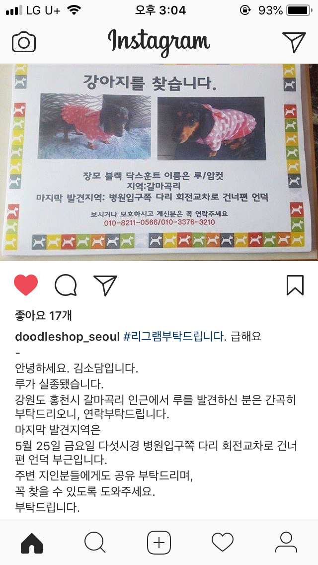 홍천 갈마곡리 근처 사는 분들 도와주세요!종현이 강아지 루가 실종됐어요 | 인스티즈