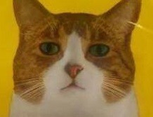 맛없어 보이는 고양이 사료 | 인스티즈