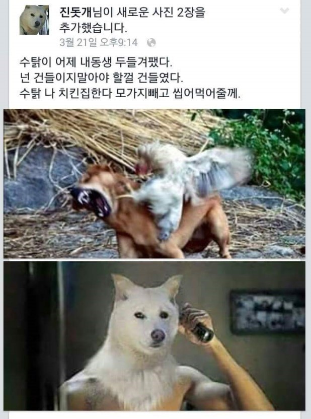 진돗개 페이스북 | 인스티즈