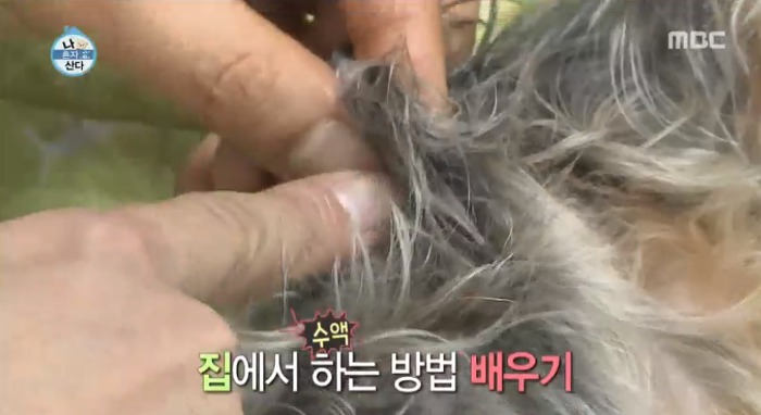 [나혼자산다] 전현무와 17살 반려견 또또 이야기.jpg | 인스티즈