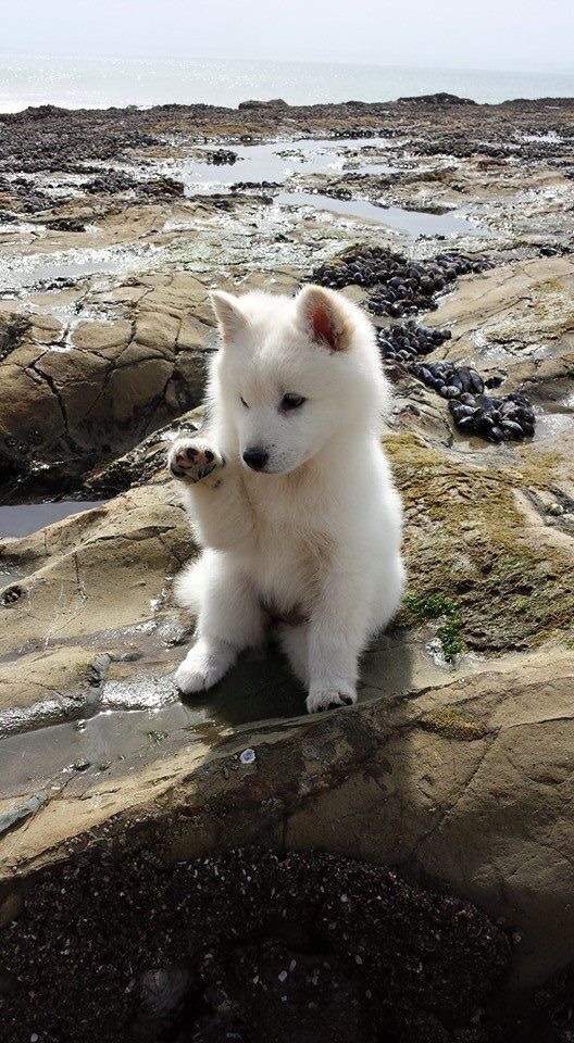 개와 고양이.jpg | 인스티즈