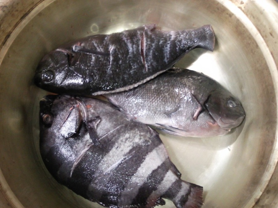 소고기 보다 비싼 돌돔 | 인스티즈