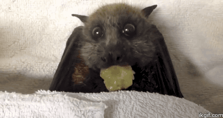 박씨가문중에 가장 귀여운 생물체.bat | 인스티즈
